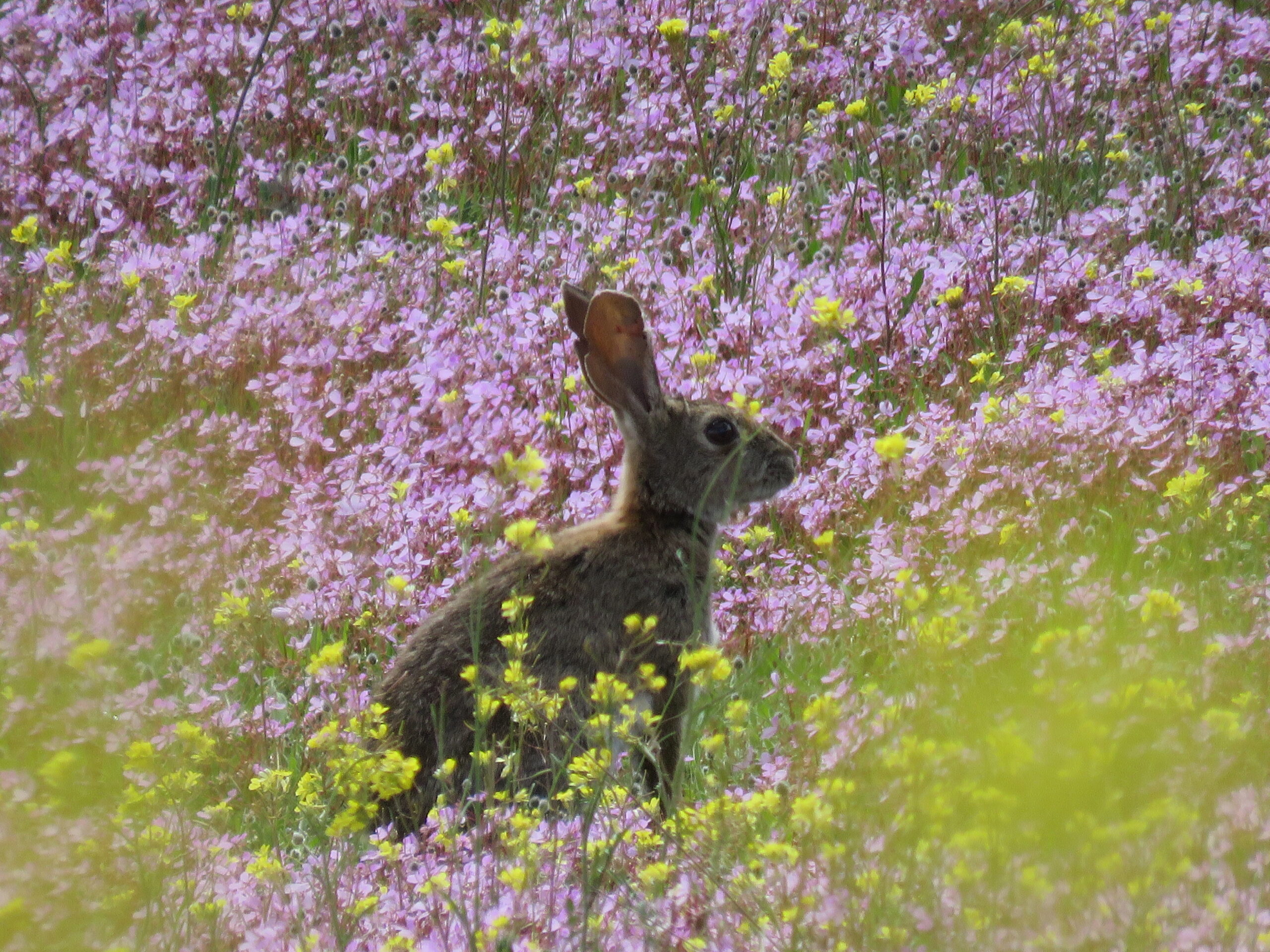 El conejo de monte ha sido declarado "en peligro" por la Unión Internacional de Conservación de la Naturaleza